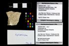 Foto (Objekt + Etikett) von Cycloprosopon sp.  (NHMW-GEO-1990-0041-3947)